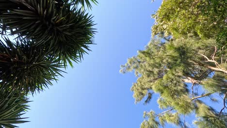 trees and sky viewed from below