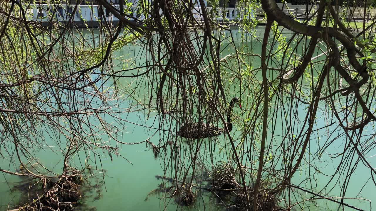 Black Swan on a Pond with Willow Trees