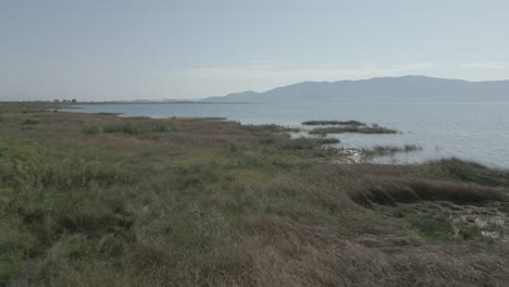 Drone-shot-flying-over-Shkodra-Lake-in-Albania-with-mountains-in-the-background-and-green-plants-grass-nature-underneath-on-a-sunny-day-with-haze-above-the-lake-LOG