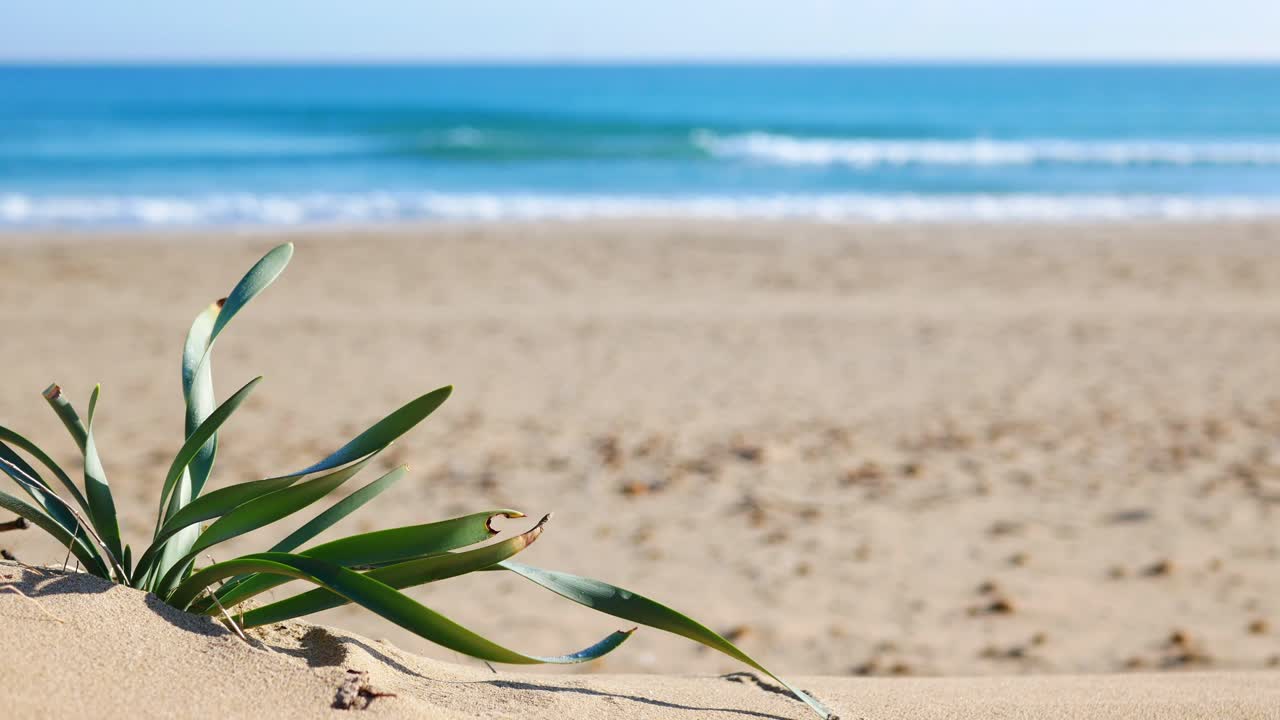 이 그림 같은 환경에서 사람이 걸어갈 때 해변의 모래에서 자라는 녹색 식물
