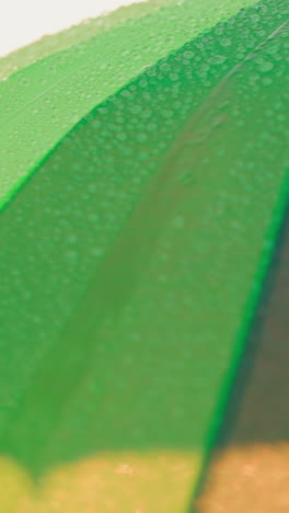 clear water drips down from rainbow parasol. raindrops cascade out of turning umbrella edge closeup. serene and captivating scene in meadow