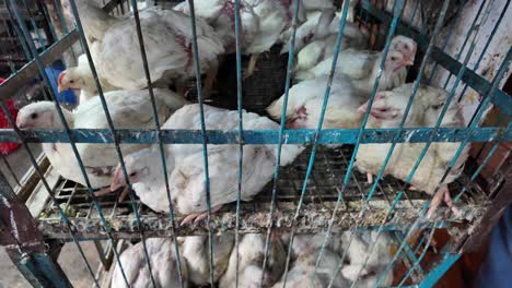 pollos en jaulas en un mercado
