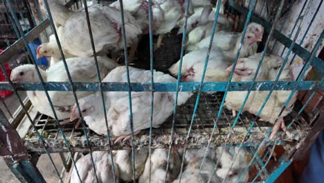 chickens in cages at a market