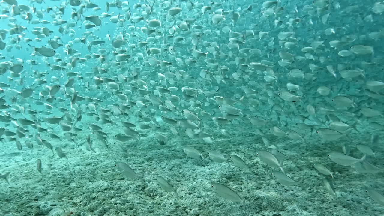 A Large Shoal of Fish Elegantly Moving Through the Ocean's Depths - Sand Below