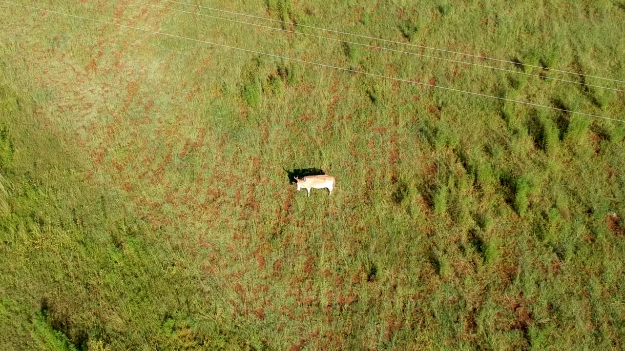 들판에 있는 소, 목초지에 있는 소의 조감도