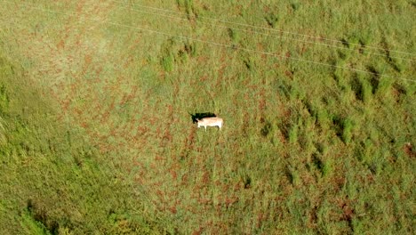 cow in a field, aerial view of a cow in a pasture