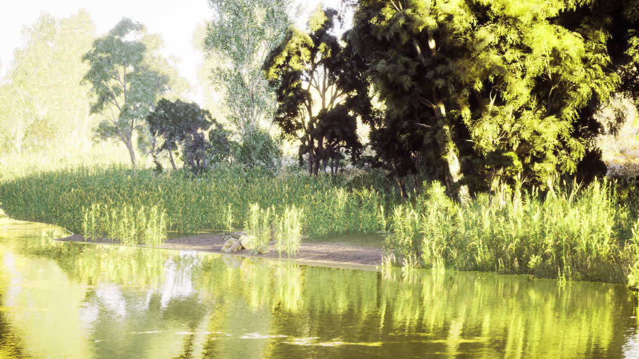 Sunlight filters through trees by a tranquil pond surrounded by lush greenery