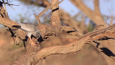 pale chanting goshawk and wriggling kalahari lizard about to be eaten