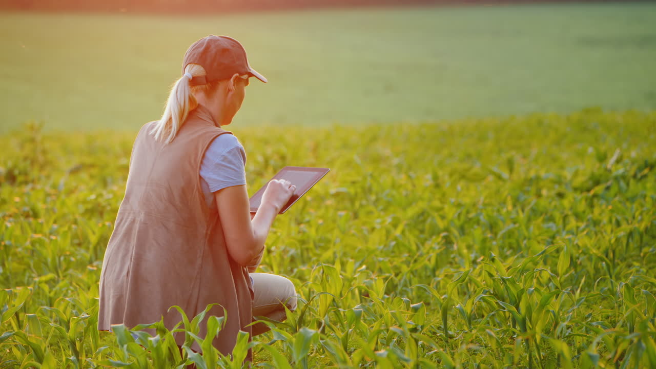 Un agricoltore lavora in un campo di mais giovane usando un tablet. Vista posteriore.