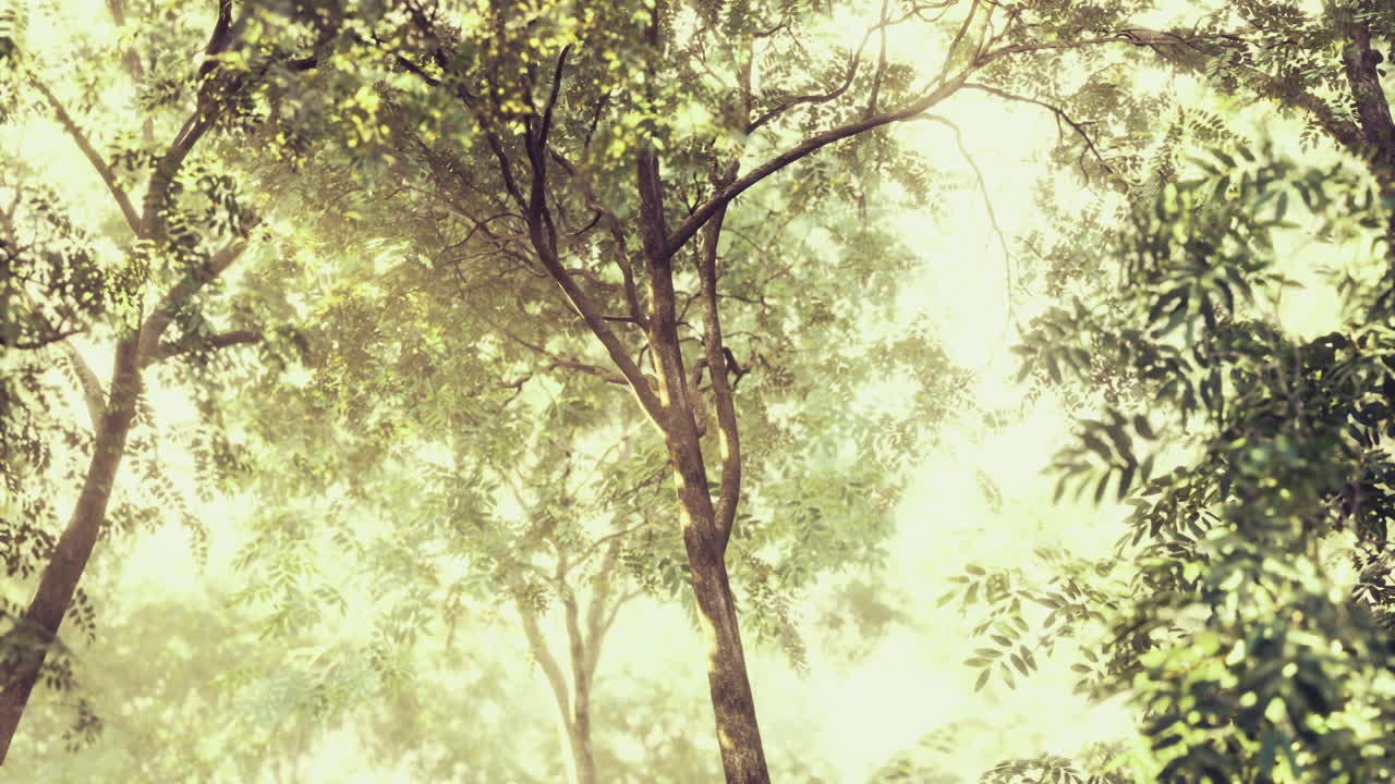 Sunlight filtering through lush green trees in a tranquil forest setting