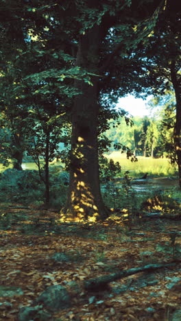 light filters through trees in a vibrant forest during midday