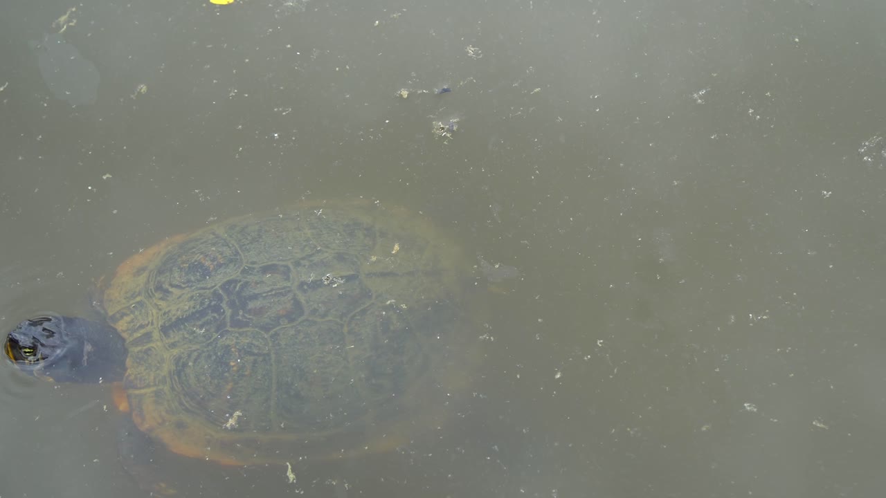 A close-up of a European pond turtle diving into the water and swimming away