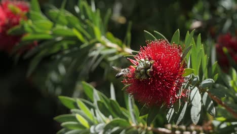 eine honigbiene bestäubt eine rote blume in afrika, langsam gedreht.