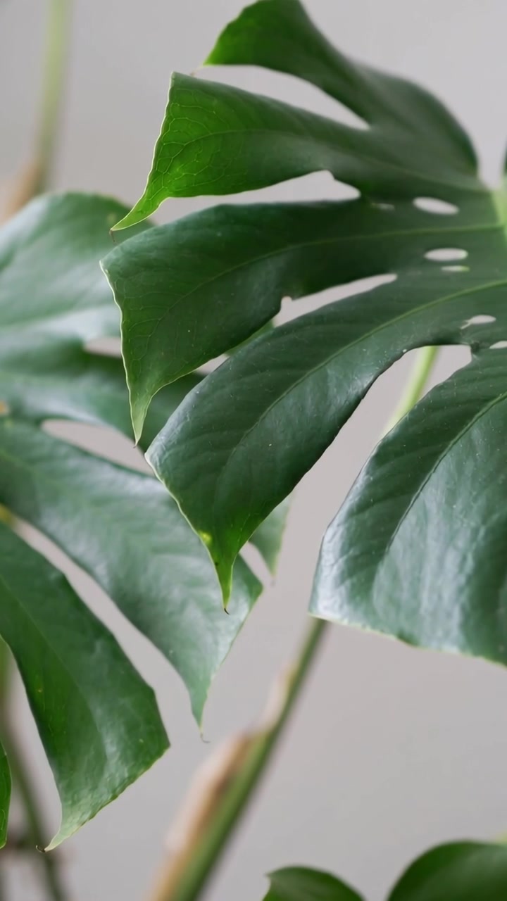 Video verticale: Foglie di Monstera che si muovono mosse dalla brezza vicino a una parete chiara, con un riflesso lucido.