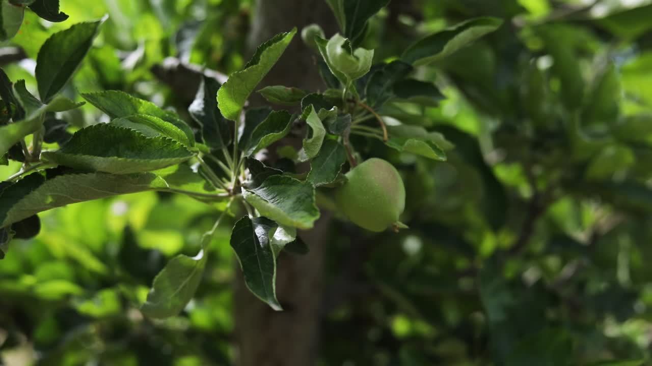 Piccolo frutto di un melo nel frutteto - primo piano