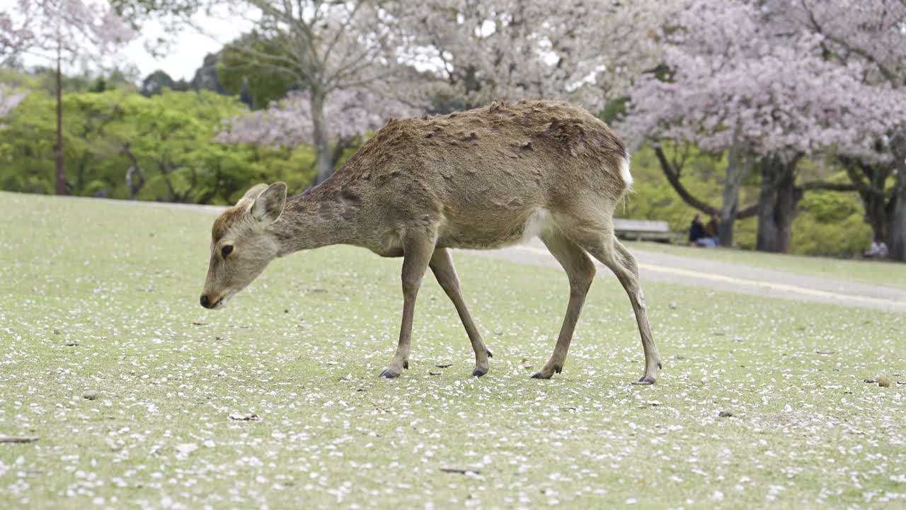 Slow motion of a gentle deer feeding on the lush green grass scattered with fallen petals beneath the vibrant cherry blossoms. The scene captures tranquil nature during spring. Nara Park, Japan