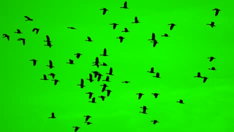birds flock flying on green screen background, wild birds on high view show freedom of life