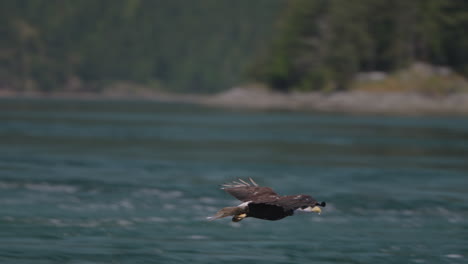 eagle catching fish in the ocean in canada