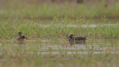 green winged or common teal wetlan d