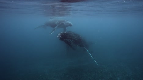 Ballenas-Jorobadas,-Madre-Y-Cría-En-Aguas-Claras-Nadando-En-La-Superficie-Alrededor-De-Las-Islas-De-Tahití,-Polinesia-Francesa.