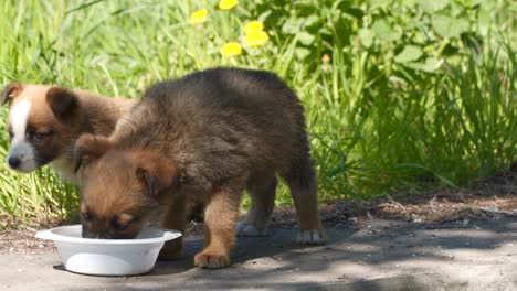 two homeless puppy eat