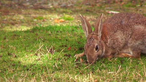 Ein-Süßer-Hase-Sitzt-Im-Gras