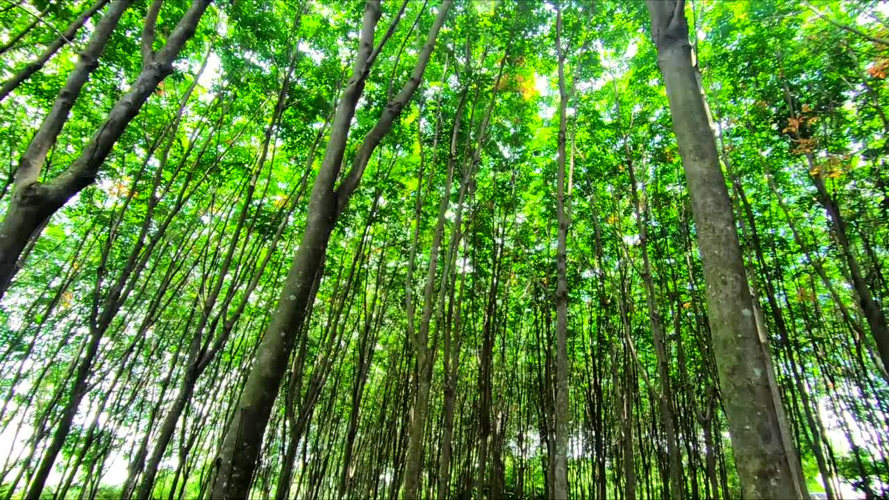 una filmación de la plantación de árboles de caucho