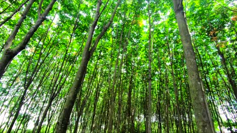 Una-Filmación-De-La-Plantación-De-árboles-De-Caucho