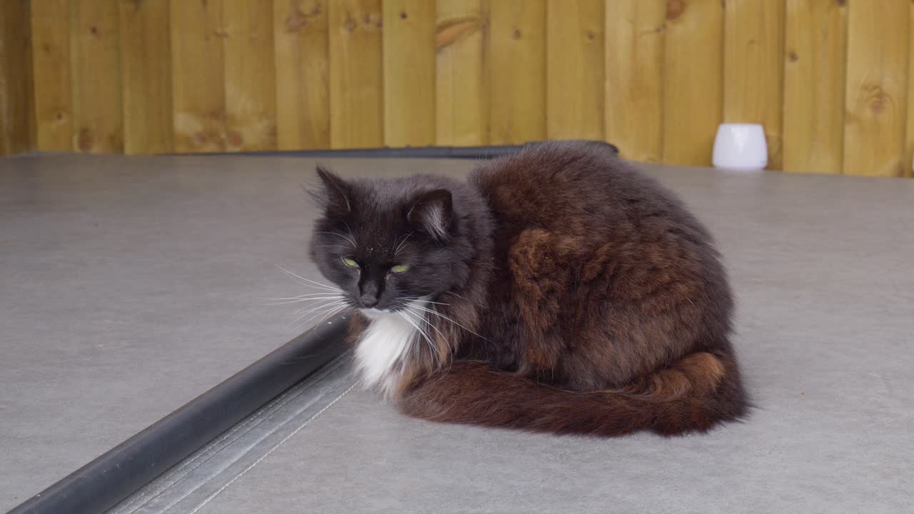 암 ⁇  검은색과  ⁇ 색 고양이가 여름 태양에 앉아 휴식을 취하고 있습니다.