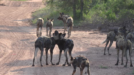 Vista-De-Cerca-De-Una-Gran-Manada-De-Perros-Salvajes-Africanos-Que-Se-Mueven-Por-Un-Camino-De-Tierra