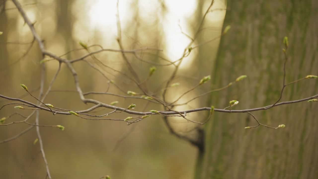 Small Tree Branch With Offsprings Starting To Grow - trucking shot