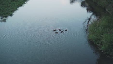 lovely ducks swimming in tranquil river of kamogawa in kyoto, japan - medium shot