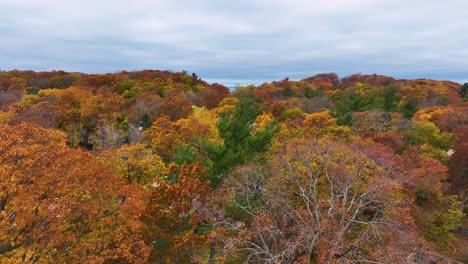 Assorted-yellows-popping-along-the-lakeshore