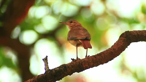 rufous hornero perched on branch, looking around surrounding forest