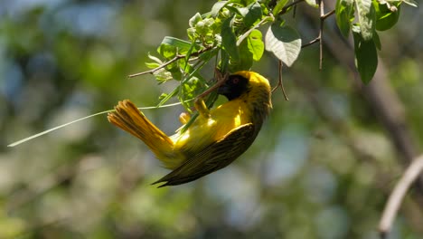 single southern masked weaver hangs from tree branch to start weaving nest, daylight, static