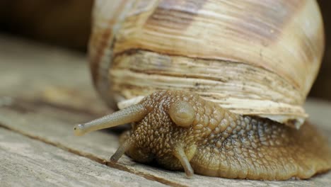 ultra macro shot of a snail, 4k