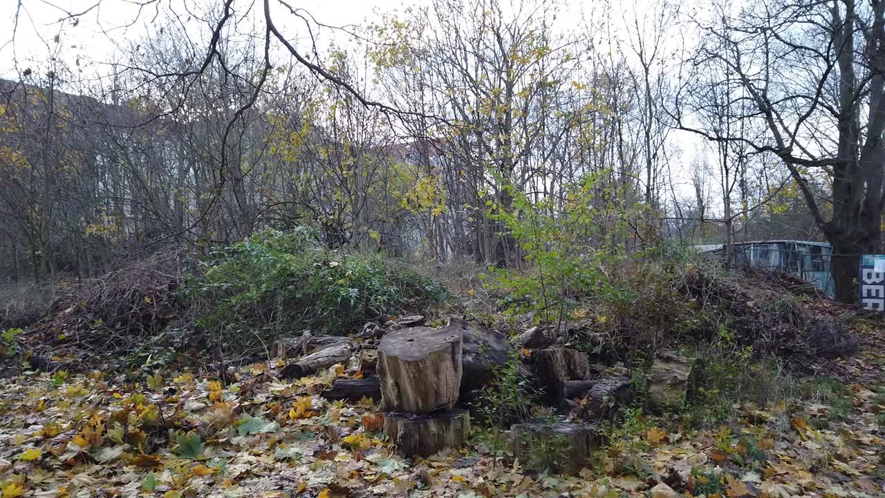 pan lento a la izquierda en un parque en berlín alemania naturaleza hojas muertas árboles colores de otoño hd 30 fps 5 segundos