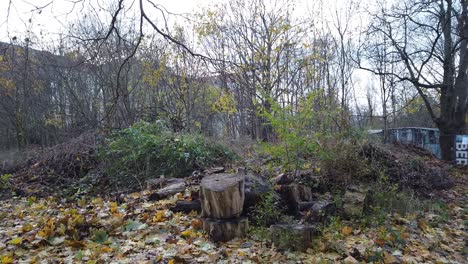 Panorámica-Lenta-Hacia-La-Izquierda-En-Un-Parque-En-Berlín-Alemania-Naturaleza-Hojas-Muertas-árboles-Colores-Del-Otoño-Hd-30-Fps-5-Segundos