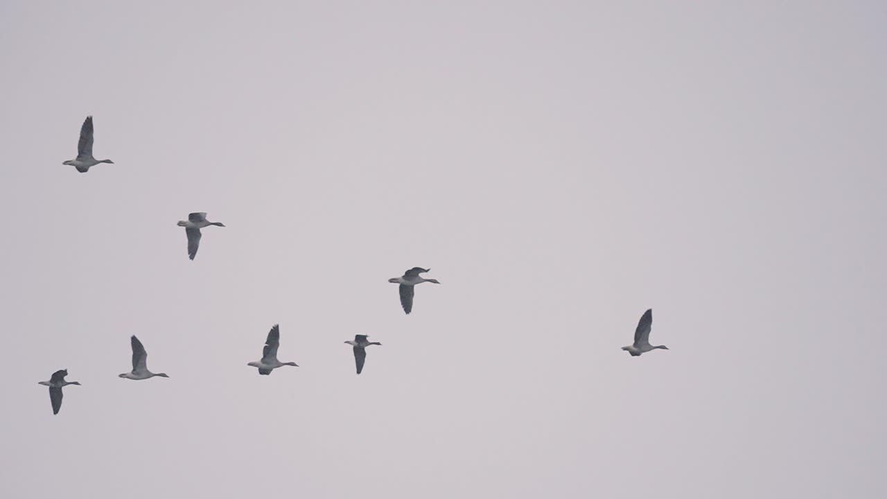 거위 이동, 저녁 하늘을 향해 이동하는 새들의 추적 샷, 낮