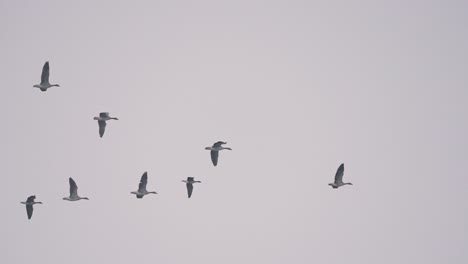 migración de gansos, toma de seguimiento de aves que migran contra el cielo nocturno, día