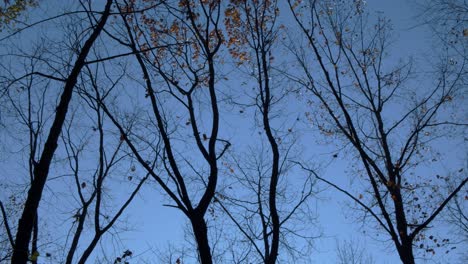 Ramas-De-árboles-Altos-Moviéndose-En-El-Viento-Sobre-El-Cielo-Azul