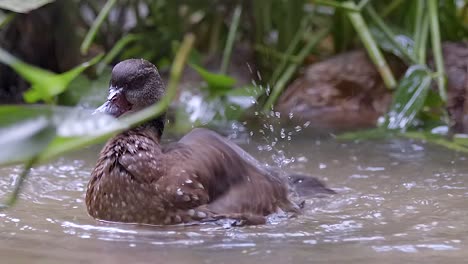 a whistling duck floating on the ground level in a pond while bathing and preening its feather - closeup shot