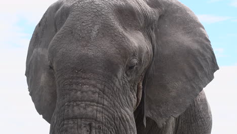 african elephant big bull head close-up, with many flies around, tilt shot