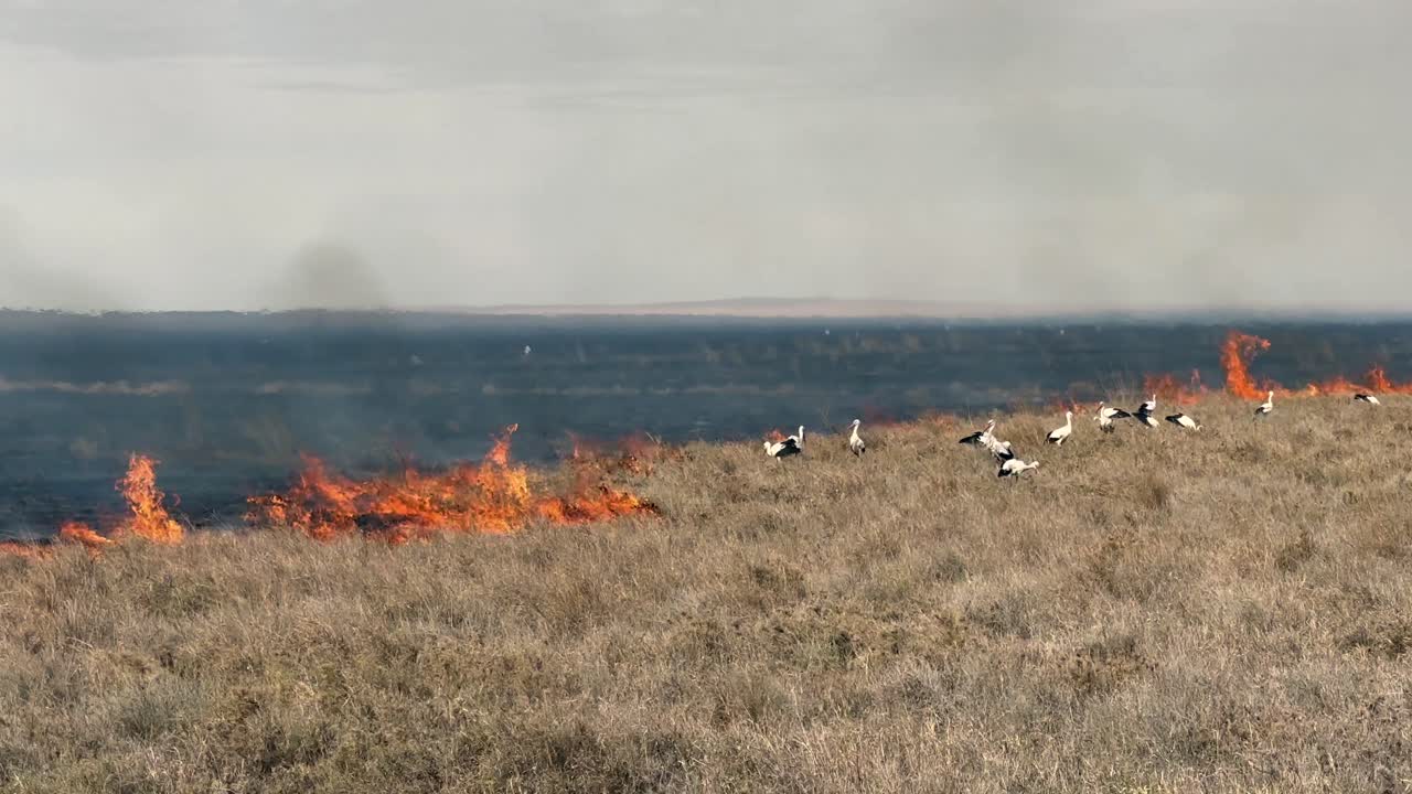 Cicogne bianche (Ciconia ciconia) che catturano insetti e piccoli animali in fuga dalle fiamme durante un incendio nel Parco nazionale del Serengeti, Tanzania.