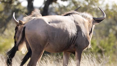 Zwei-Gnus,-Die-Unter-Dem-Warmen-Sonnenlicht-In-Einem-Safaripark-In-Südafrika-Spazieren