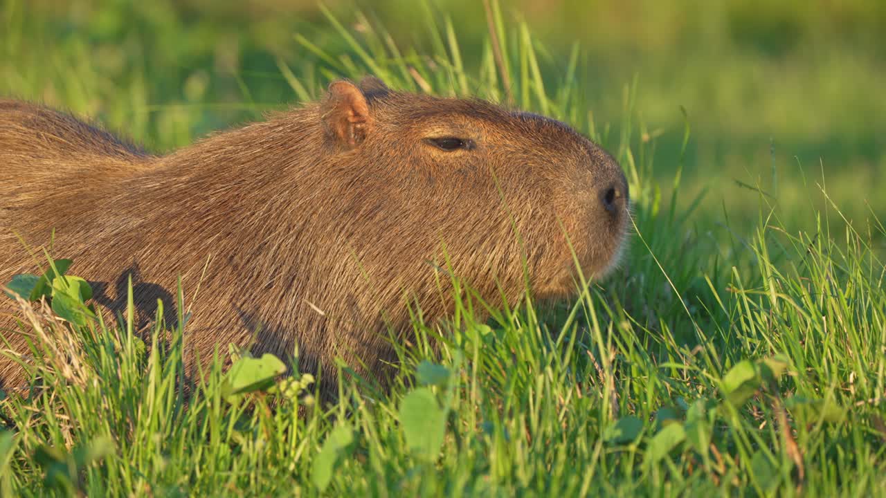 Capybara Eating Grass In The Field. - closeup shot