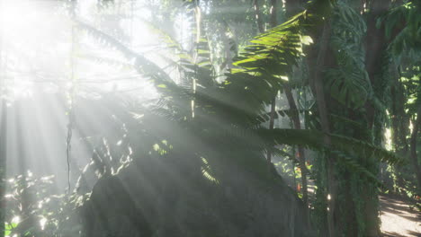 jungla brumosa en las montañas de chiang dao