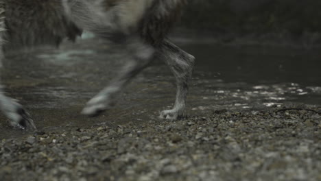 feet of a gray wolf standing next to a waterfall and walking into water