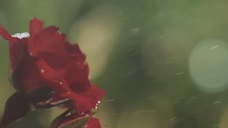 red rose in the rain