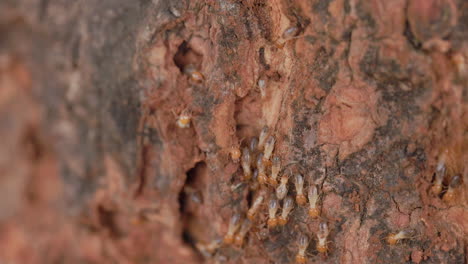 Termite-workers-Soldiers-Moving-on-the-Wooden-Trunk-wide-carving-their-path-out-as-they-move-with-holes-tunnels